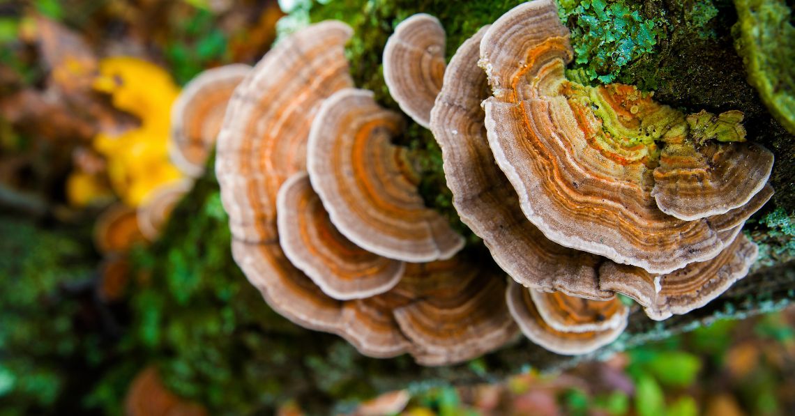 Turkey tail mushrooms growing on tree