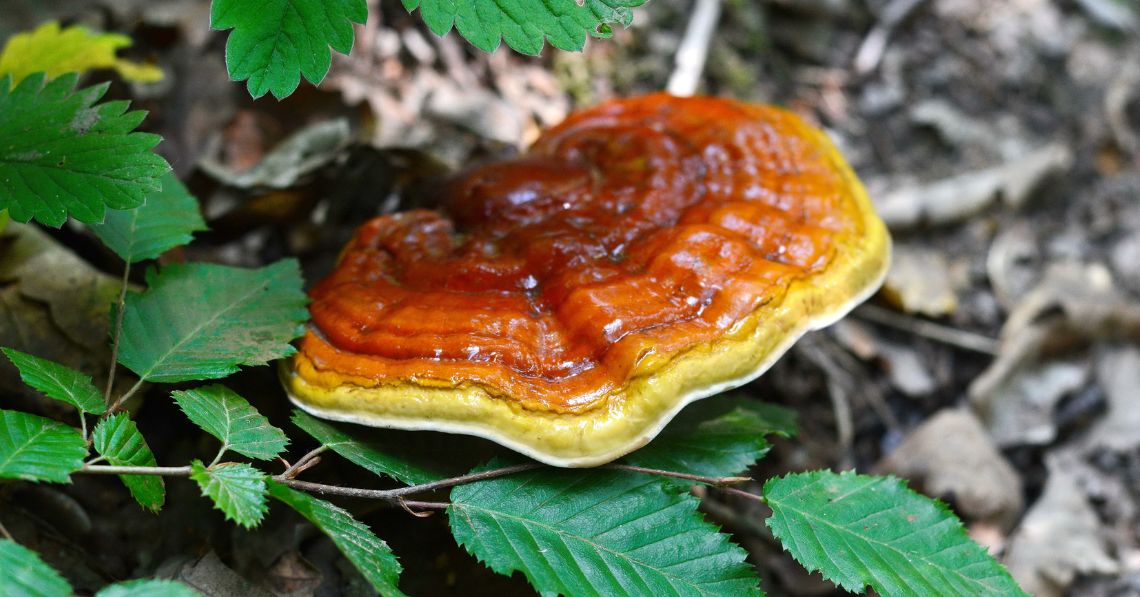 reishi in forest