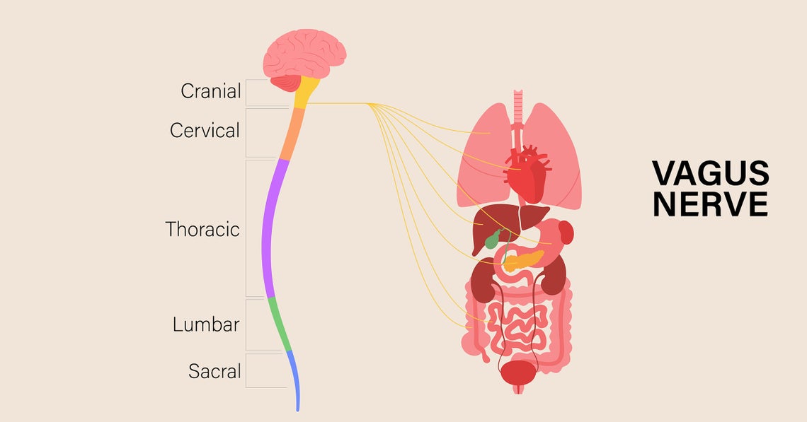 vagus nerve