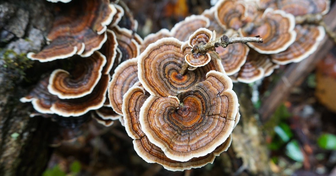 turkey tail mushrooms in the wilderness